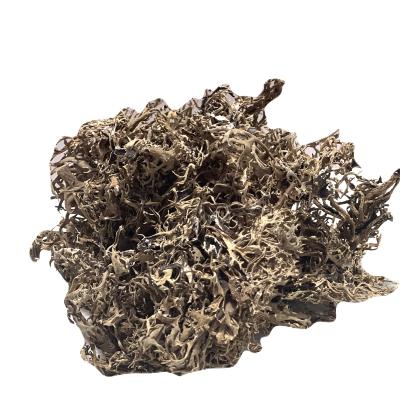 દગડ ફૂલ (DAGAD FULL)